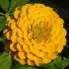 500 Mixed Colors CALIFORNIA GIANT ZINNIA Elegans Flower Seeds