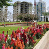 2000 SNAPDRAGON CORONA MIX Antirrhinum Majus Flower Seeds