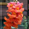 2000 SNAPDRAGON CORONA MIX Antirrhinum Majus Flower Seeds