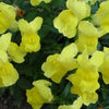 2000 SNAPDRAGON CORONA MIX Antirrhinum Majus Flower Seeds