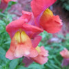 2000 SNAPDRAGON CORONA MIX Antirrhinum Majus Flower Seeds