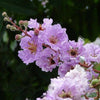 35 LILAC Light Purple CREPE MYRTLE Lagerstroemia Indica Flowering Shrub Bush Small Tree Seeds