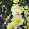 10 Golden Yellow FATHER HUGO ROSE Rosa Hugonis Flower Bush Shrub Seeds