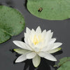10 WHITE WATER LILY / Lily Pad / Sacred Asian Water Lotus Nymphaea Ampla Flower Seeds
