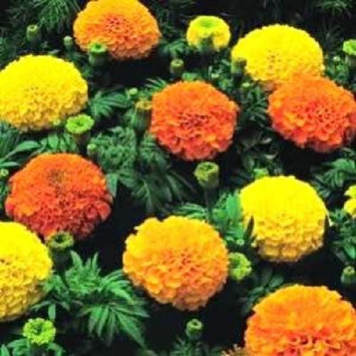 250 AFRICAN MARIGOLD CRACKERJACK Mixed Color Tagetes Erecta Flower Seeds
