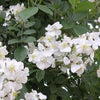 10 WHITE JAPANESE ROSE Rosa Rugosa Alba Bush Rugosa Rose Flower Seeds