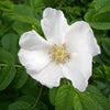 10 WHITE JAPANESE ROSE Rosa Rugosa Alba Bush Rugosa Rose Flower Seeds
