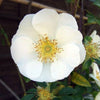 10 WHITE JAPANESE ROSE Rosa Rugosa Alba Bush Rugosa Rose Flower Seeds