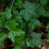 10 BOSTON IVY ( Bostonian Ivy / Wall Ivy ) Parthenocissus Tricuspidata Veitchii Vine Flower Seeds