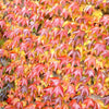 10 BOSTON IVY ( Bostonian Ivy / Wall Ivy ) Parthenocissus Tricuspidata Veitchii Vine Flower Seeds