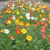 2500 ICELAND POPPY MIX Papaver Nudicaule Mixed Colors Flower Seeds