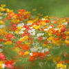 2500 ICELAND POPPY MIX Papaver Nudicaule Mixed Colors Flower Seeds