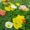 2500 ICELAND POPPY MIX Papaver Nudicaule Mixed Colors Flower Seeds
