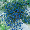 200 BLUE SAPPHIRE LOBELIA Erinus Trailing for Planters or Groundcover Flower Seeds