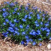 200 BLUE SAPPHIRE LOBELIA Erinus Trailing for Planters or Groundcover Flower Seeds