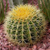 50 CACTUS MIX 'Finest Mixed' Succulent Flower Plant Seeds