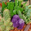 50 CACTUS MIX 'Finest Mixed' Succulent Flower Plant Seeds