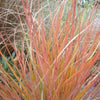 50 PHEASANT TAILS GRASS Feather Reed New Zealand Wind Stipa Arundinacea syn Anemanthele Lessoniana Ornamental Grass Seeds