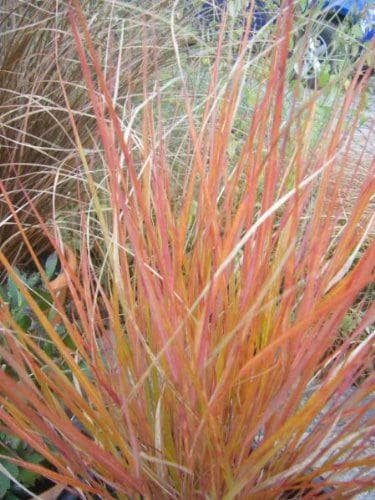 50 PHEASANT TAILS GRASS Feather Reed New Zealand Wind Stipa Arundinacea syn Anemanthele Lessoniana Ornamental Grass Seeds