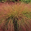 50 PHEASANT TAILS GRASS Feather Reed New Zealand Wind Stipa Arundinacea syn Anemanthele Lessoniana Ornamental Grass Seeds