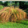 50 PHEASANT TAILS GRASS Feather Reed New Zealand Wind Stipa Arundinacea syn Anemanthele Lessoniana Ornamental Grass Seeds
