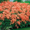 50 MIXED Colors ASTILBE BUNTER Astilbe Simplicifolia Shade Red White Purple Pink Flower Seeds