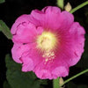 50 Mixed Colors HOLLYHOCK COUNTRY ROMANCE Mix Alcea Rosea Flower Seeds