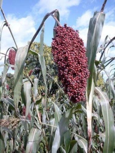 50 BROOMCORN Colored Uprights SORGHUM BICOLOR Mixed Colors Seeds