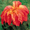 100 ILLUMINATION AMARANTHUS Tricolor ( Summer Poinsettia / Vegetable Amaranth ) Flower Seeds
