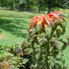 100 ILLUMINATION AMARANTHUS Tricolor ( Summer Poinsettia / Vegetable Amaranth ) Flower Seeds
