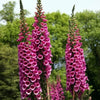 1000 FOXGLOVE EXCELSIOR MIX Digitalis Purpurea Mixed Colors Flower Seeds