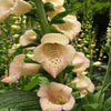 1000 FOXGLOVE EXCELSIOR MIX Digitalis Purpurea Mixed Colors Flower Seeds