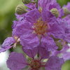 35 PURPLE CREPE MYRTLE Lagerstroemia Indica Flowering Shrub Bush Small Tree Seeds