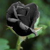 5 BLACK ROSE Rosa Bush Shrub Perennial Flower Seeds