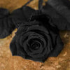 5 BLACK ROSE Rosa Bush Shrub Perennial Flower Seeds