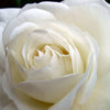 5 WHITE ROSE Rosa Bush Shrub Perennial Flower Seeds