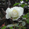 5 WHITE ROSE Rosa Bush Shrub Perennial Flower Seeds