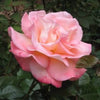 5 PINK ROSE Rosa Bush Shrub Perennial Flower Seeds