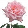 5 PINK ROSE Rosa Bush Shrub Perennial Flower Seeds