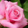 5 PINK ROSE Rosa Bush Shrub Perennial Flower Seeds