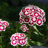 50 HOLBORN GLORY DIANTHUS Barbatus Red & White Sweet William Flower Seeds