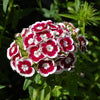 50 HOLBORN GLORY DIANTHUS Barbatus Red & White Sweet William Flower Seeds