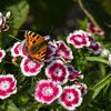 50 HOLBORN GLORY DIANTHUS Barbatus Red & White Sweet William Flower Seeds