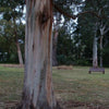 25 TASMANIAN Blue Gum TREE / EUCALYPTUS Globulus Flower Seeds