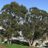 25 TASMANIAN Blue Gum TREE / EUCALYPTUS Globulus Flower Seeds