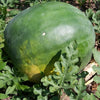50 FLORIDA GIANT WATERMELON Cannon Ball Black Diamond Citrullus Fruit Seeds