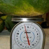 50 FLORIDA GIANT WATERMELON Cannon Ball Black Diamond Citrullus Fruit Seeds
