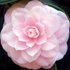 100 Mixed Colors DOUBLE CAMELLIA IMPATIENS (Balsam / Lady Slipper / Touch Me Not) Impatiens Balsamina Flower Seeds