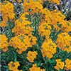 300 ENGLISH Aegean WALLFLOWER Cheiranthus Cheiri Seeds