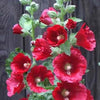 25 MAROON RED HOLLYHOCK Alcea Rosea Flower Seeds Perennial